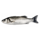 Loup de Mer 400-600 Gr