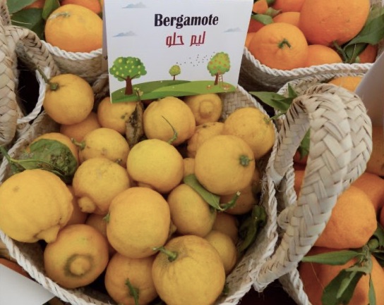 Oranges Bergame de la Tunisie