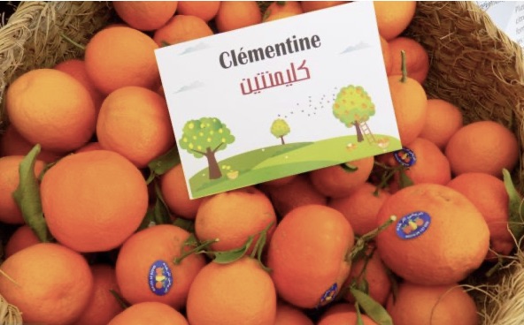 clémentine Tunisie