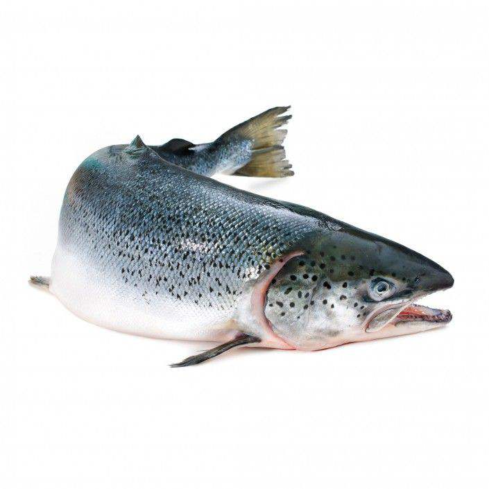 Loup de Mer 400-600 Gr