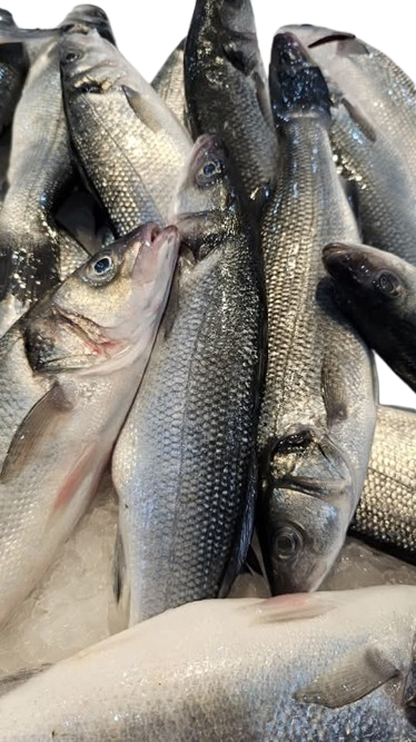 Loup de Mer-Poissons-Boite de 5 kg