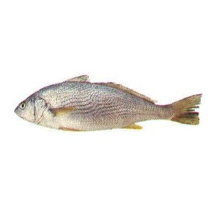  Poisson Bar Sosso-Corvina-1kg-poissons sauvages de la Mauritanie