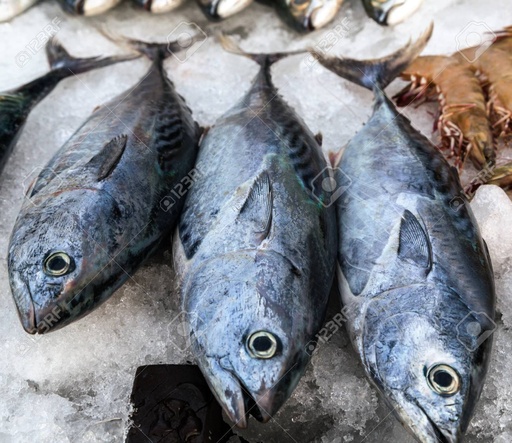Thon-Bonite 1kg-poissons sauvages de la Mauritanie