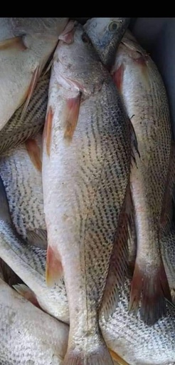 Poissons Bar Sosso-Corvina-carton de 20 kg