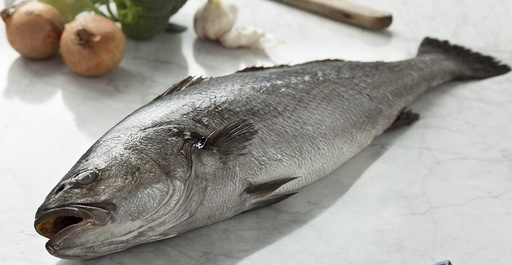 Poisson Courbine-Corvinate-Ombrine-Carton de 20kg