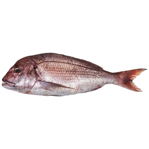 Poisson Dorade Denton-carton de 20 kg