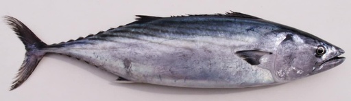 Poisson Thon-Palamida-Bonite