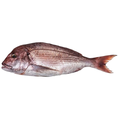 Poisson Dorade Denton-1kg-poissons sauvages de la Mauritanie